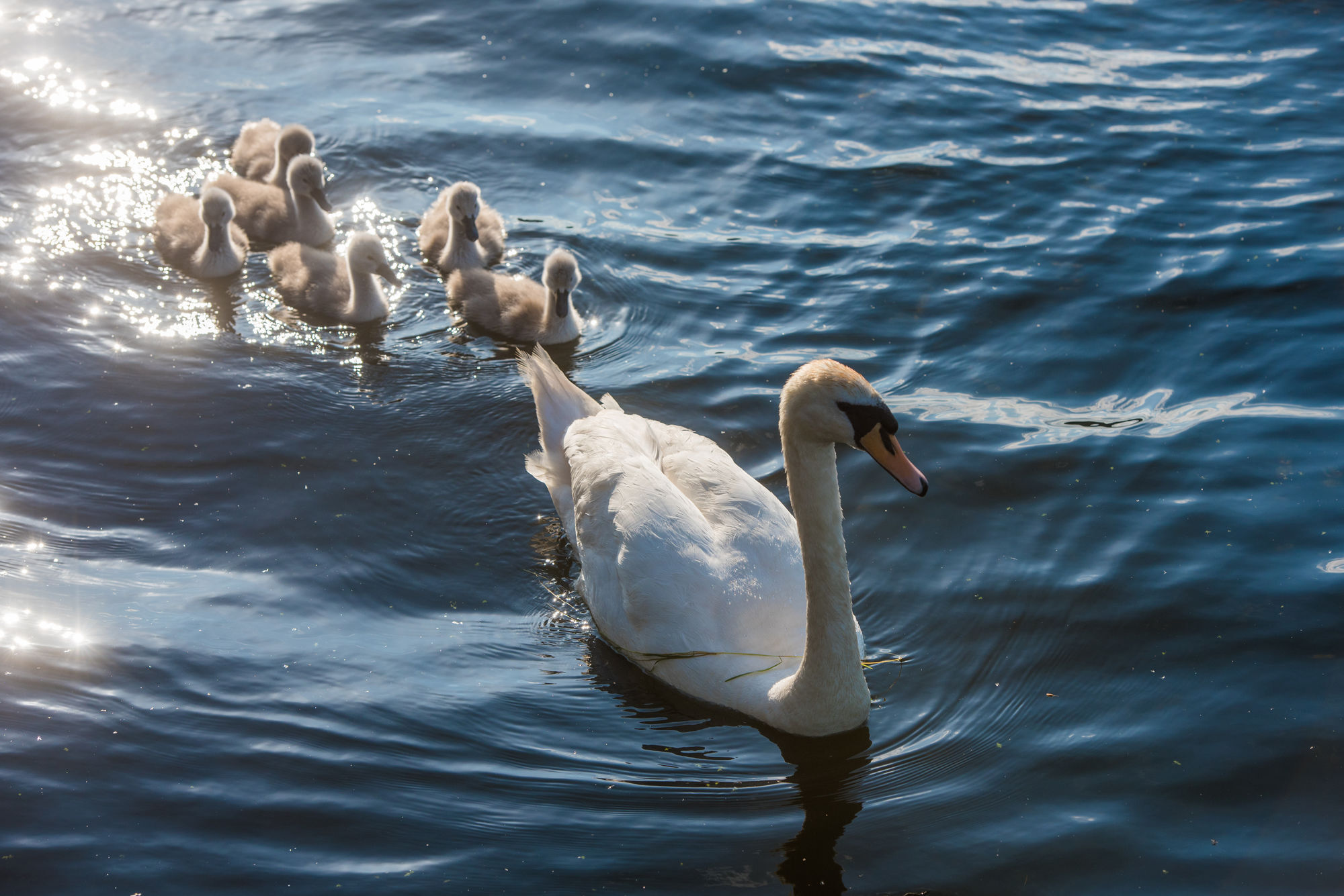 Lough Erne Resort Enniskillen Exterior photo Mute swan